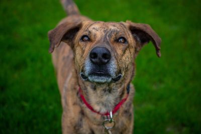 Close-up portrait of a dog