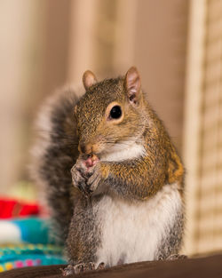 Close-up of squirrel eating pecan