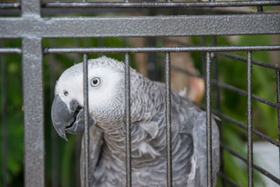 Close-up of parrot in cage at zoo
