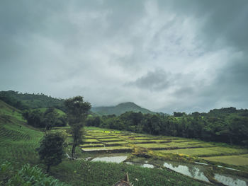 Scenic view of agricultural field against sky