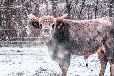 Portrait of horse standing on snow covered land