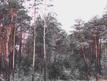 Low angle view of trees in forest during winter