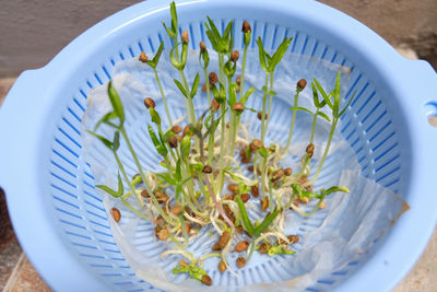 Close up of water spinach sprouts. hydroponic water spinach in vegetable basin.