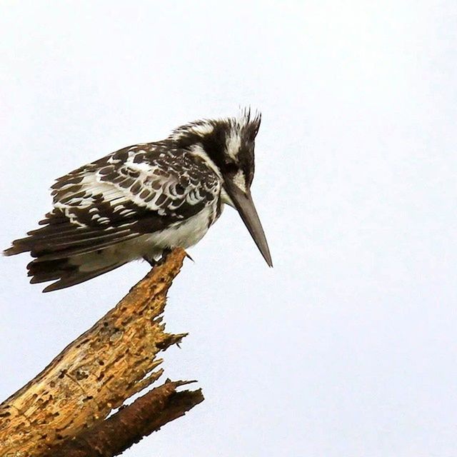 animal themes, one animal, animals in the wild, bird, wildlife, low angle view, clear sky, spread wings, copy space, perching, bird of prey, flying, animal wing, full length, eagle - bird, nature, day, zoology, outdoors, no people