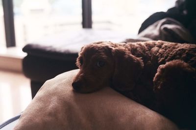 Close-up portrait of dog on sofa at home