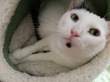 Close-up portrait of a cat