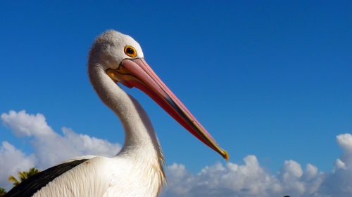 Low angle view of birds against blue sky