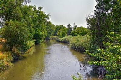 Scenic view of river amidst trees in forest against sky