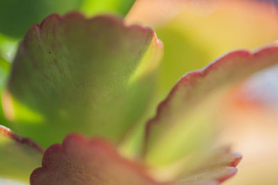 Close-up of flower