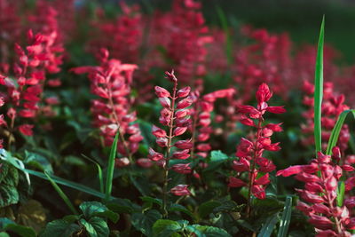 Beautiful summer flowers in the field