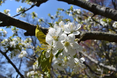 Close-up of white cherry blossom tree