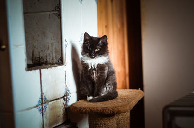 Portrait of cat sitting at home