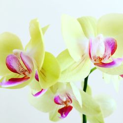 Close-up of pink orchid