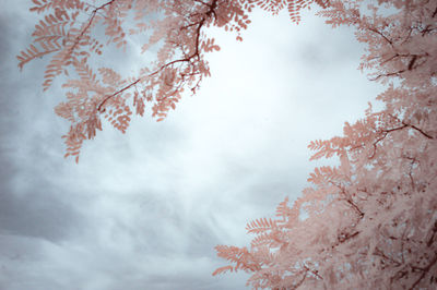 Low angle view of cherry tree against sky