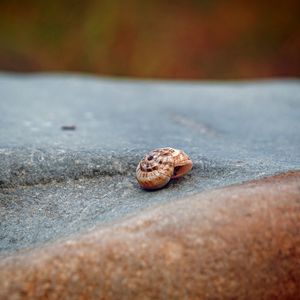 The snail in the garden