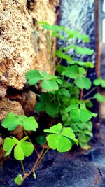 Close-up of plant growing outdoors