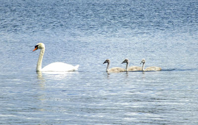 Swans swimming in lake