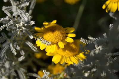 Close-up of yellow flowering plant