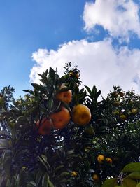 Low angle view of oranges growing on tree against sky