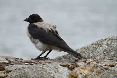 Close-up of bird perching on rock