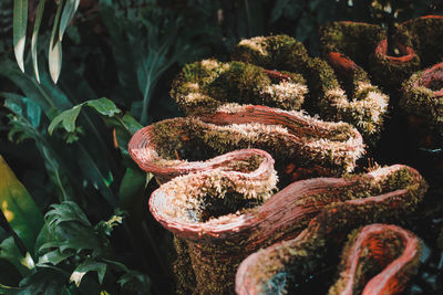 Close-up of snake for sale