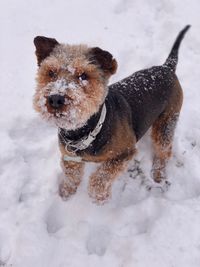 Dog on snow covered land