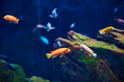 Sea fishes in the deep aquarium, sea life