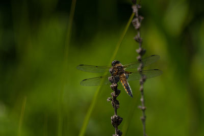 Close-up of damselfly on leaf