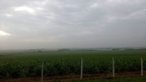 View of vineyard against cloudy sky