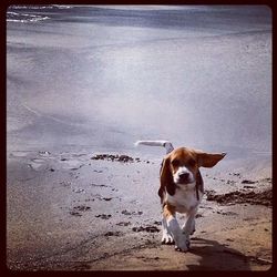 Dog on the beach