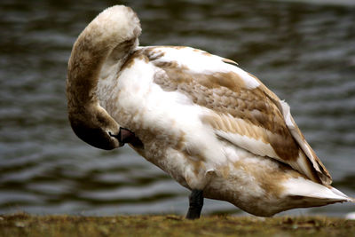 Close-up of bird perching outdoors