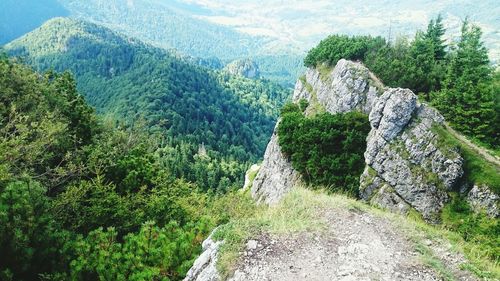 Panoramic view of forest