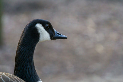 Close-up of duck