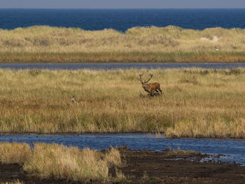 View of giraffe in lake