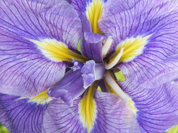 Full frame shot of purple flower