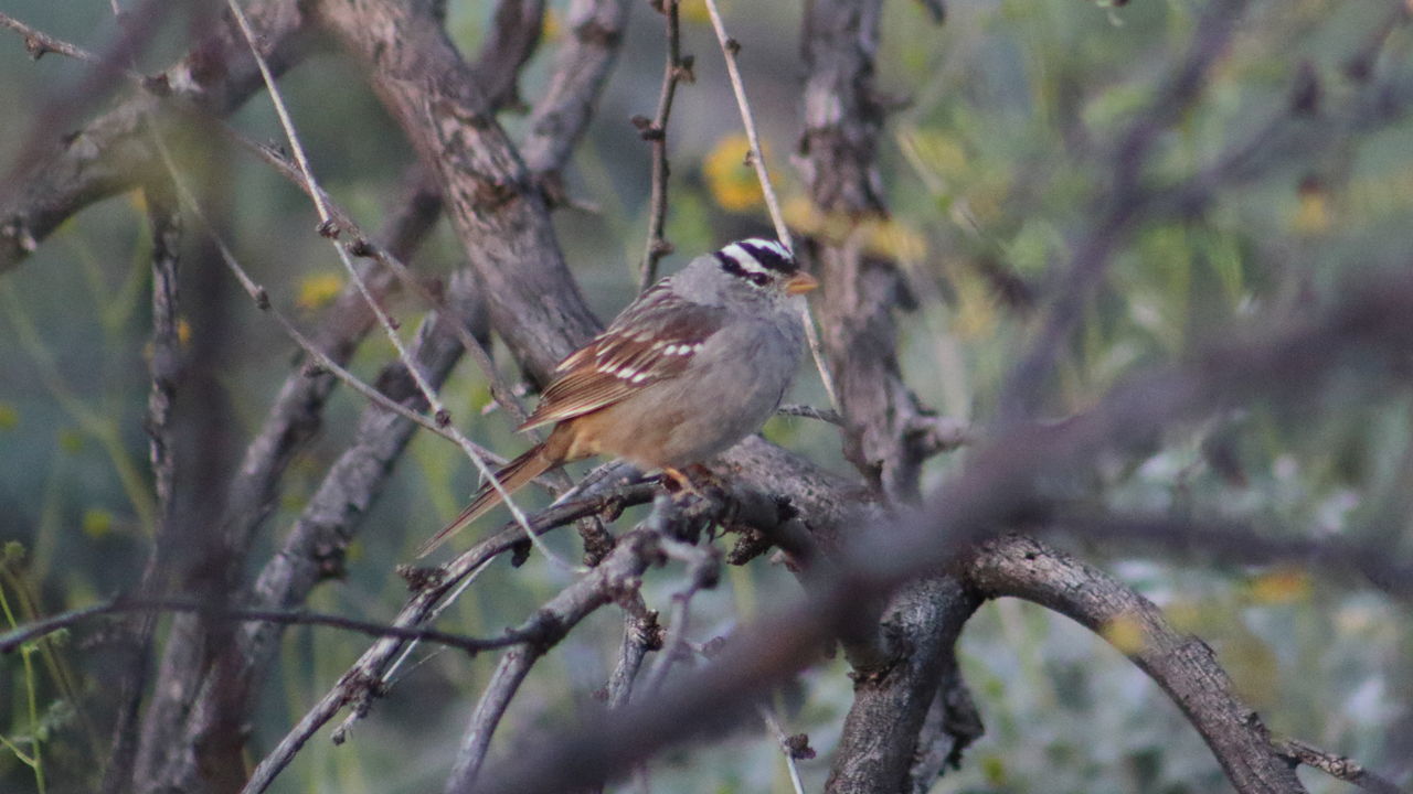 White-crowned sparrow