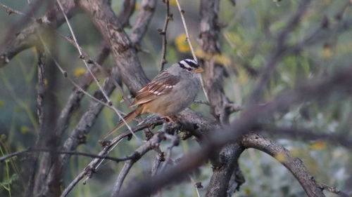 Bird perching on branch