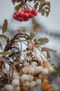 Close-up of cherries growing on tree