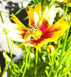 Close-up of honey bee pollinating on yellow flower