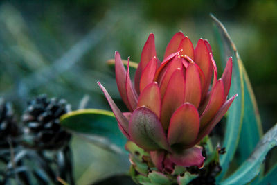 Close-up of flower blooming outdoors