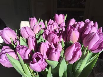 Close-up of pink flowers