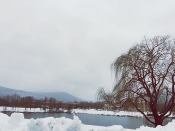 Frozen trees against sky during winter