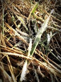 Close-up of plant