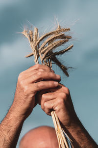 Close-up of hand holding plant