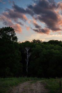 Trees on field against sky during sunset