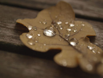 High angle view of leaf on table