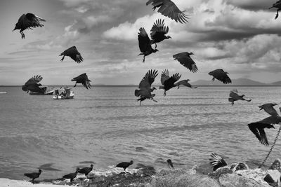 Flock of birds flying over sea