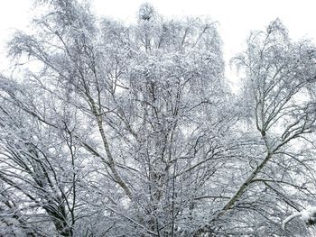 Low angle view of bare trees against sky