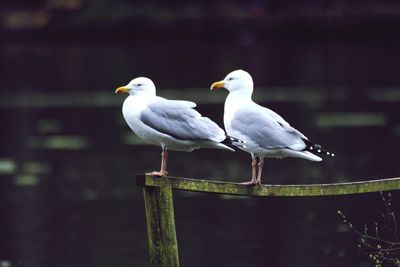 Bird perching on wood