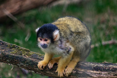 View of monkey on tree